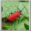 Pyrochroa coccinea - Scharlachroter Feuerkaefer 01.jpg